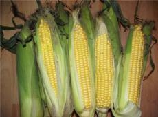 Эти советы могут помочь правильно сварить кукурузу, чтобы она была мягкой и сочной