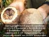 Бразильский орех: полезные свойства, противопоказания
